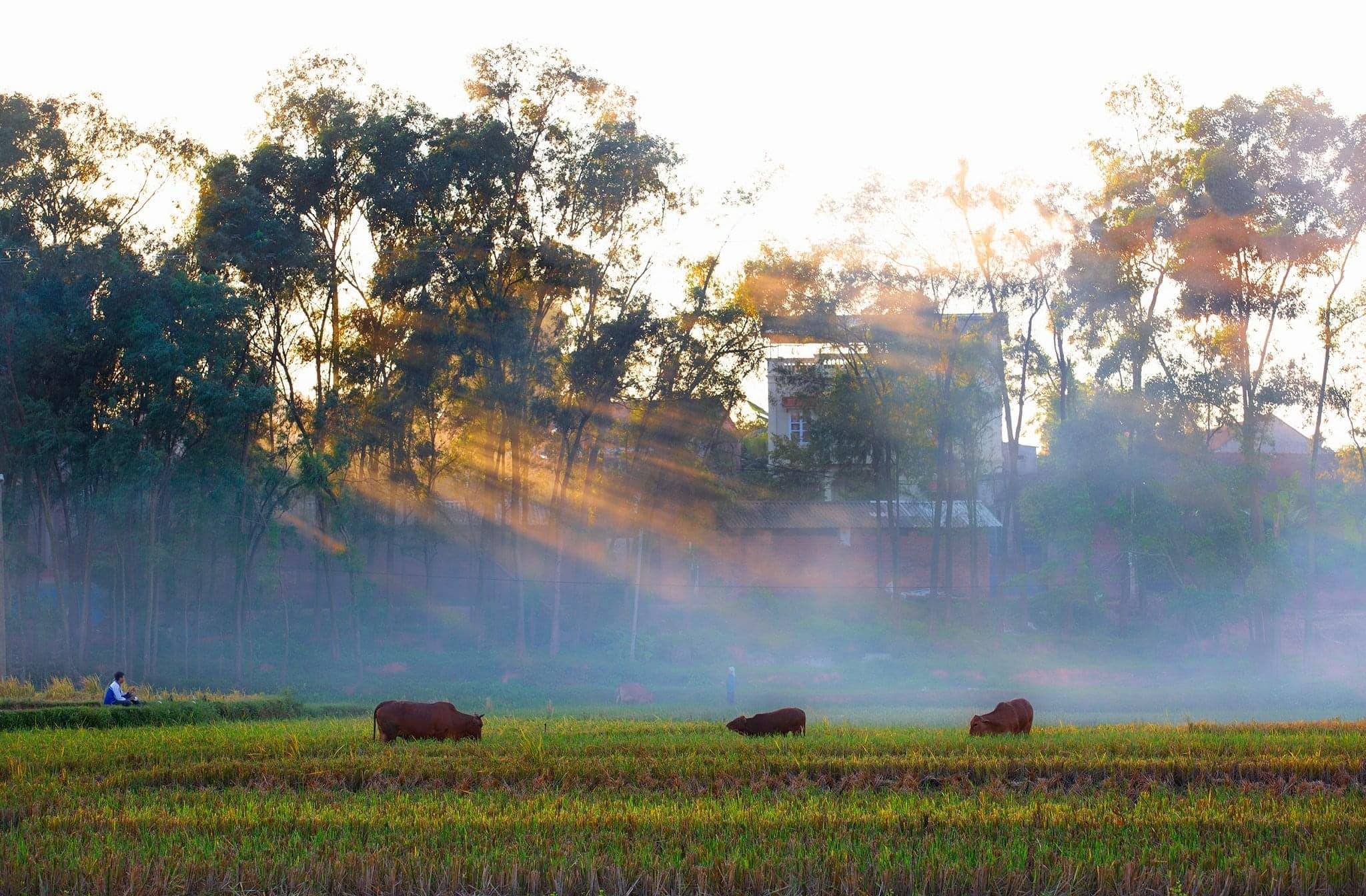 Ngôi làng thuần cổ Việt Nam