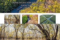 Khám phá vẻ đẹp ma mị, hấp dẫn từ khu rừng ngập mặn ở Thừa Thiên Huế