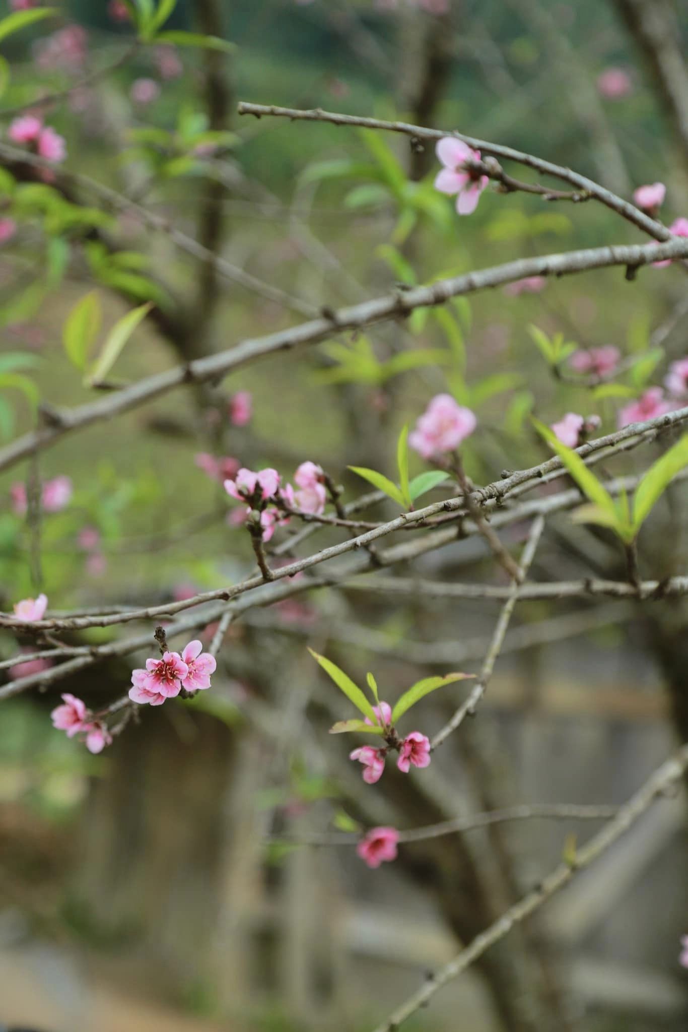 hoa đào nở giữa mùa thu ở Tà Xùa