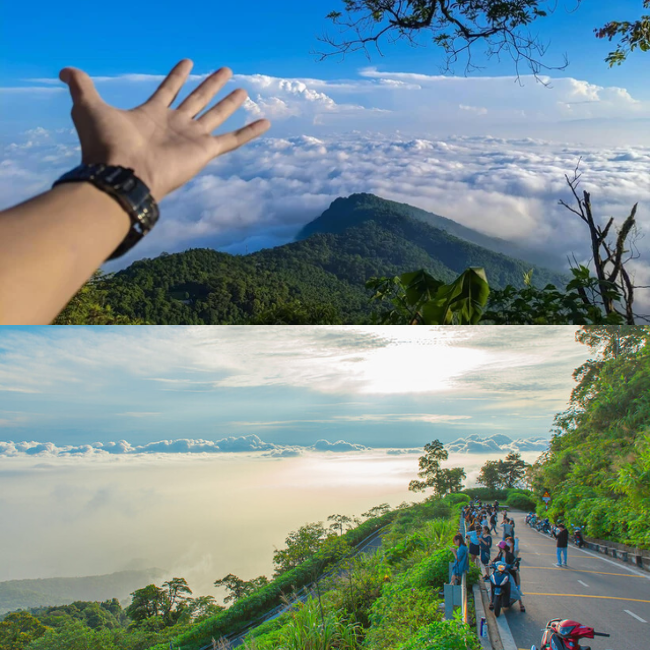 Địa điểm cách trung tâm Thủ đô Hà Nội khoảng 60 km đang có hoa dã quỳ nở rực rỡ 