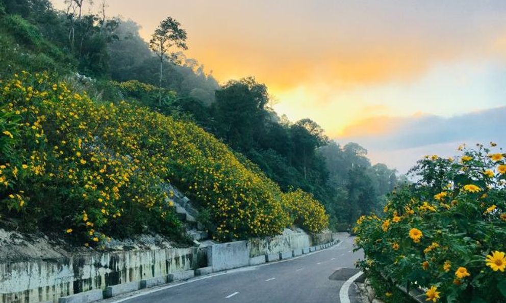 Địa điểm cách trung tâm Thủ đô Hà Nội khoảng 60 km đang có hoa dã quỳ nở rực rỡ 