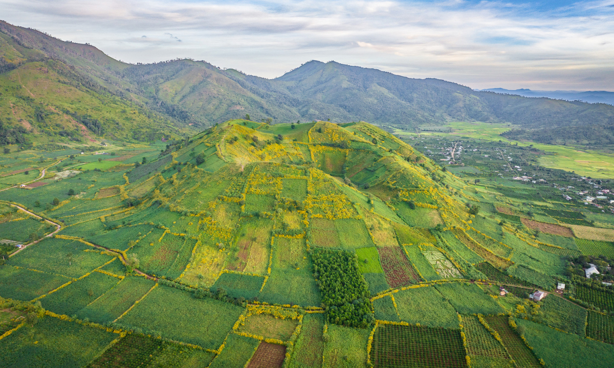 Núi lửa Chư Đăng Ya mùa hoa dã quỳ