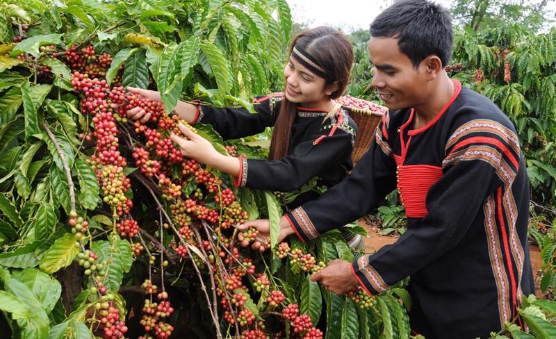 Mua gì làm quà sau khi du lịch phố núi Buôn Mê Thuột?