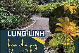 Hoa dã quỳ đã nở lung linh sắc vàng Vườn quốc gia Ba Vì, săn lùng ngay những điểm check-in đẹp nhất