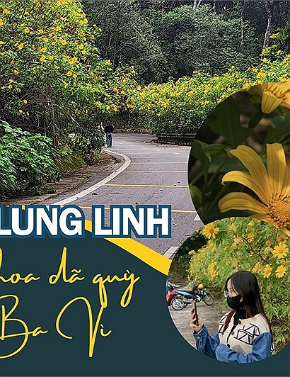 Hoa dã quỳ đã nở lung linh sắc vàng Vườn quốc gia Ba Vì, săn lùng ngay những điểm check-in đẹp nhất