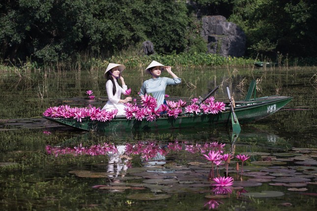 Về Tam Cốc Ninh Bình mùa này có thể ngắm hoa súng 