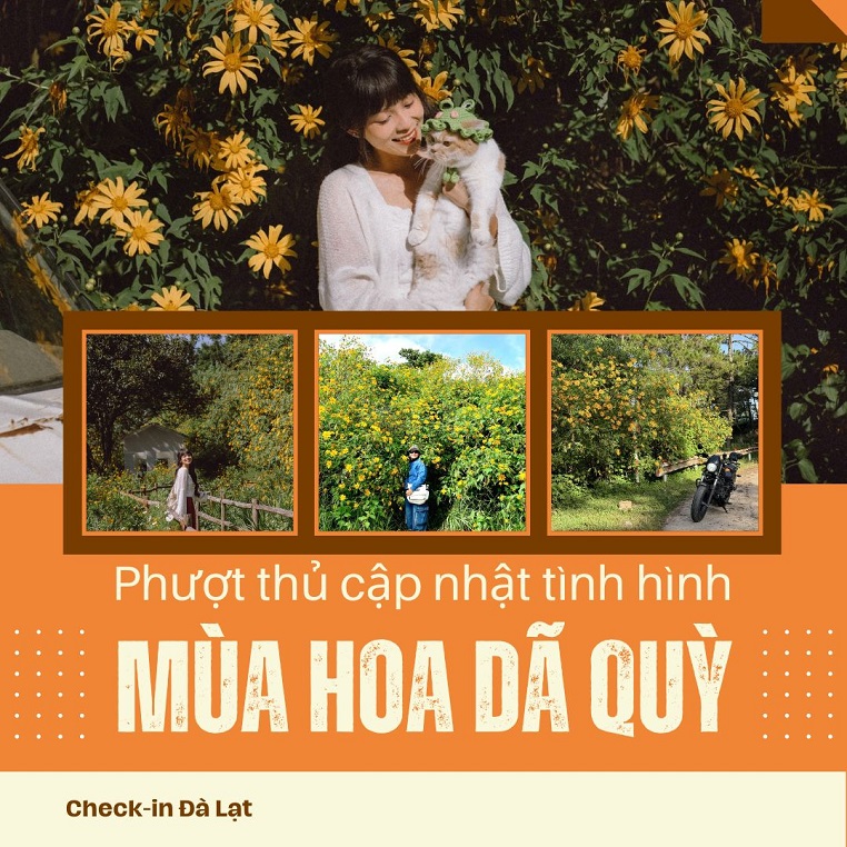 Phượt thủ đua nhau cập nhật tình hình mùa hoa dã quỳ Đà Lạt gây "sốt ruột" cộng đồng mạng