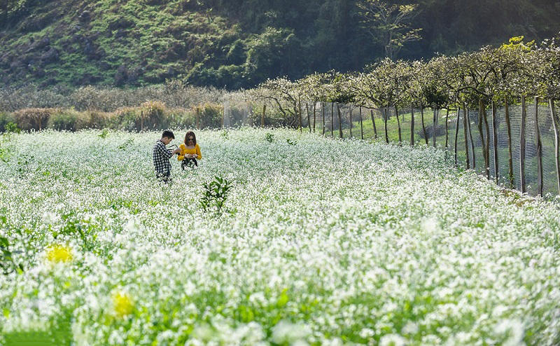 thảo nguyên mênh mông hoa cải trắng 