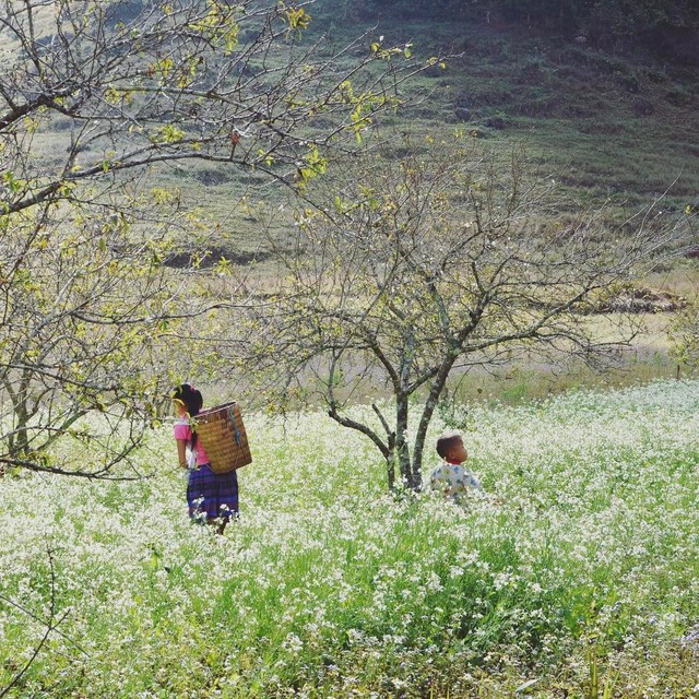 thảo nguyên mênh mông hoa cải trắng 