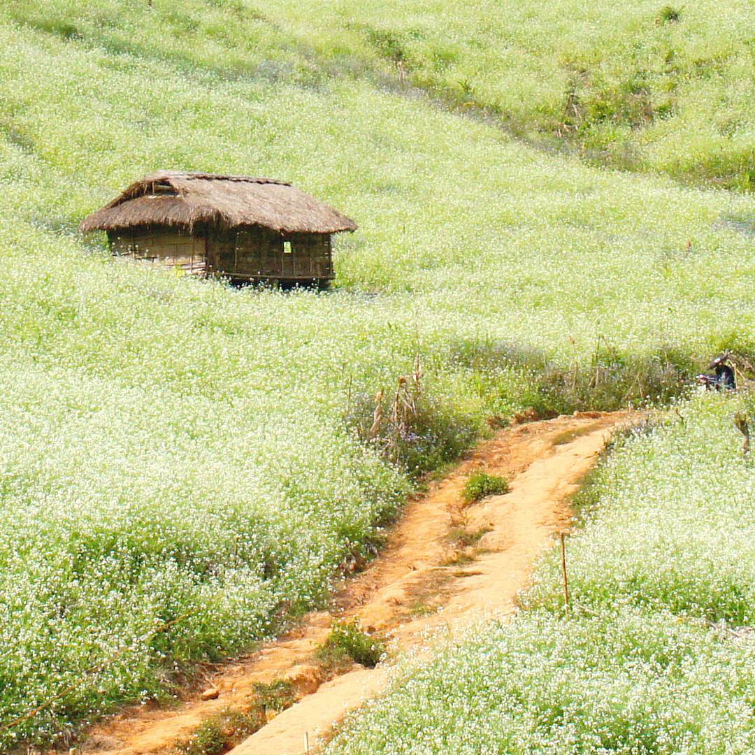 thảo nguyên mênh mông hoa cải trắng 