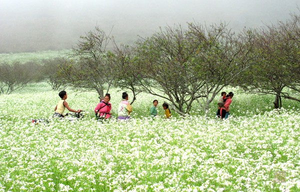 thảo nguyên mênh mông hoa cải trắng 