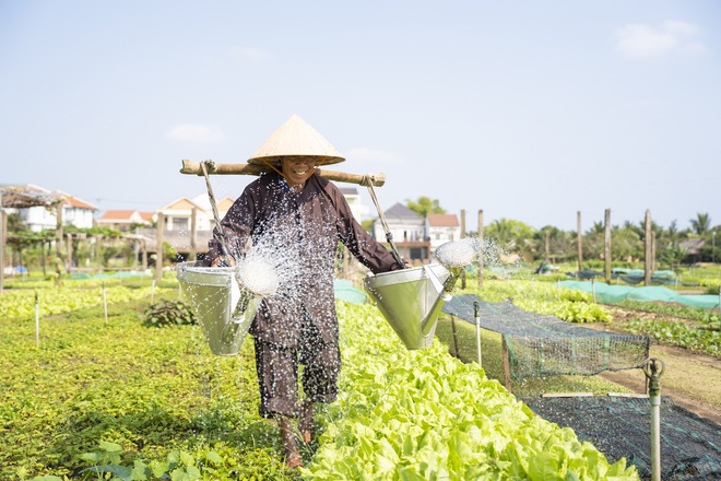 Làng rau 400 tuổi của Hội An