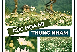 Vườn cúc họa mi Thung Nham khiến bạn có thêm một lý do để đi Ninh Bình