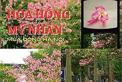 Loài hoa mỹ nhân khoe sắc giữa mùa đông Hà Nội