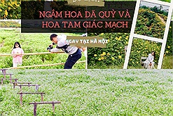 Chiêm ngưỡng hoa tam giác mạch, dã quỳ vàng nở rộ giữa lòng Thủ đô Hà Nội