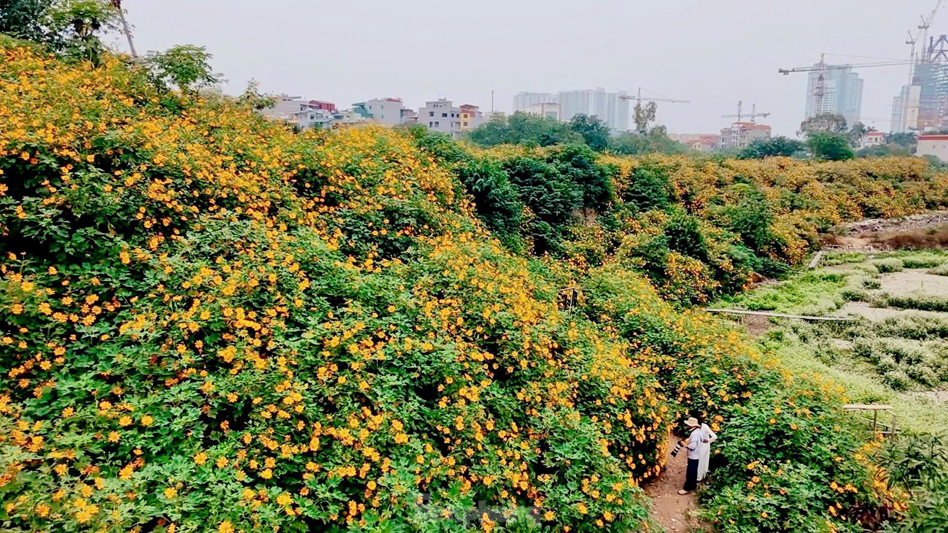 Giữa lòng thủ đô Hà Nội có một vườn hoa dã quỳ và hoa tam giác mạch 