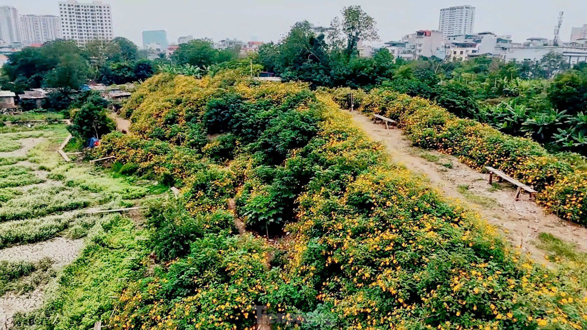 Giữa lòng thủ đô Hà Nội có một vườn hoa dã quỳ và hoa tam giác mạch 