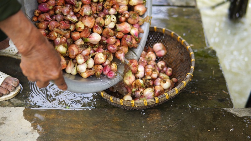 Cách muối dưa hành đơn giản nhất