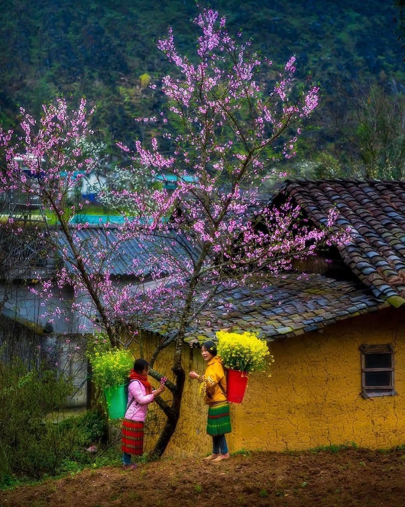 nhất định phải đi Hà Giang vào mùa xuân