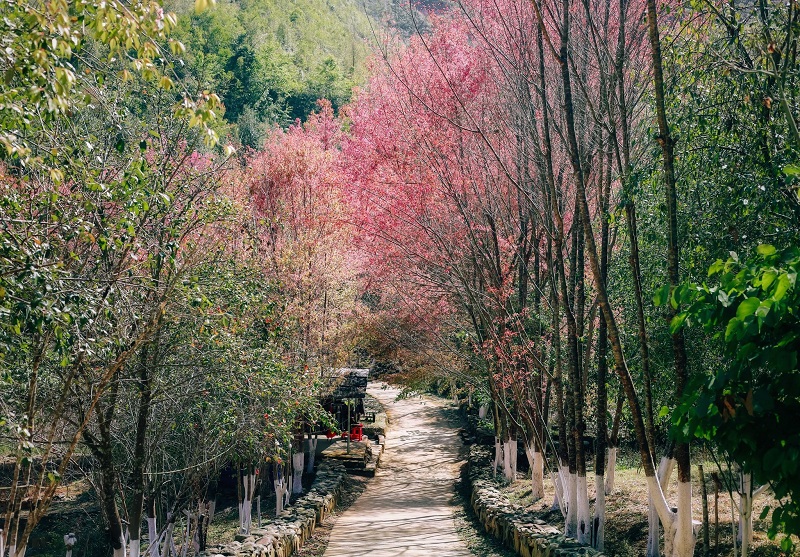 đi Mù Cang Chải săn hoa tớ dày