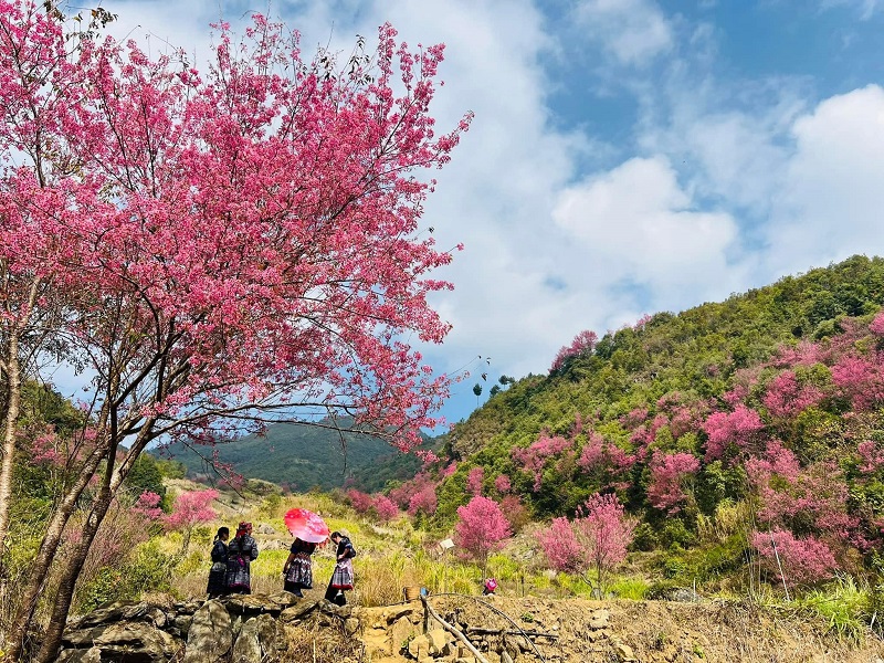 đi Mù Cang Chải săn hoa tớ dày