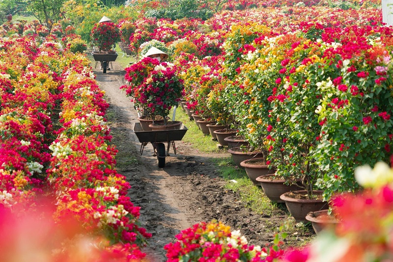 Làng hoa giấy Phú Sơn