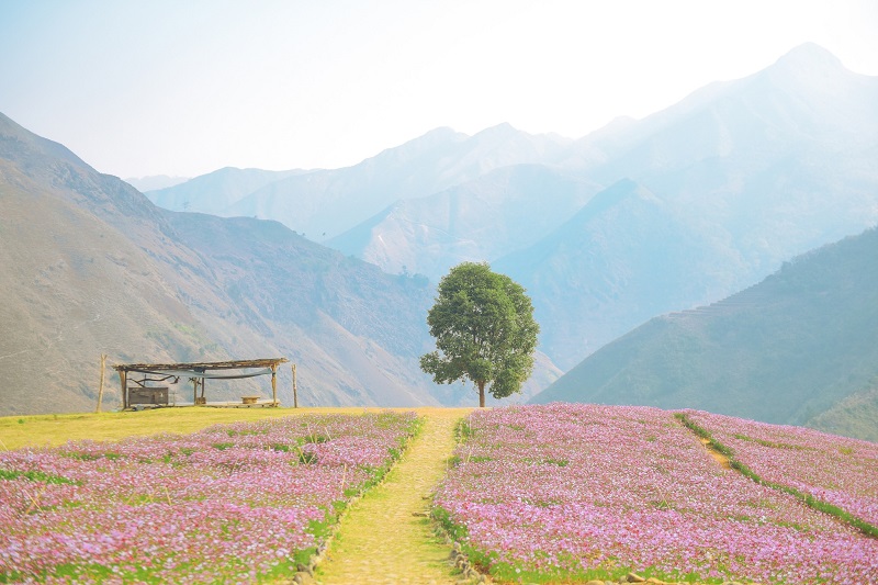 Thảo nguyên Tà Xùa vào mùa hoa cánh bướm