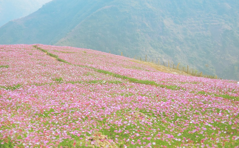 Thảo nguyên Tà Xùa vào mùa hoa cánh bướm