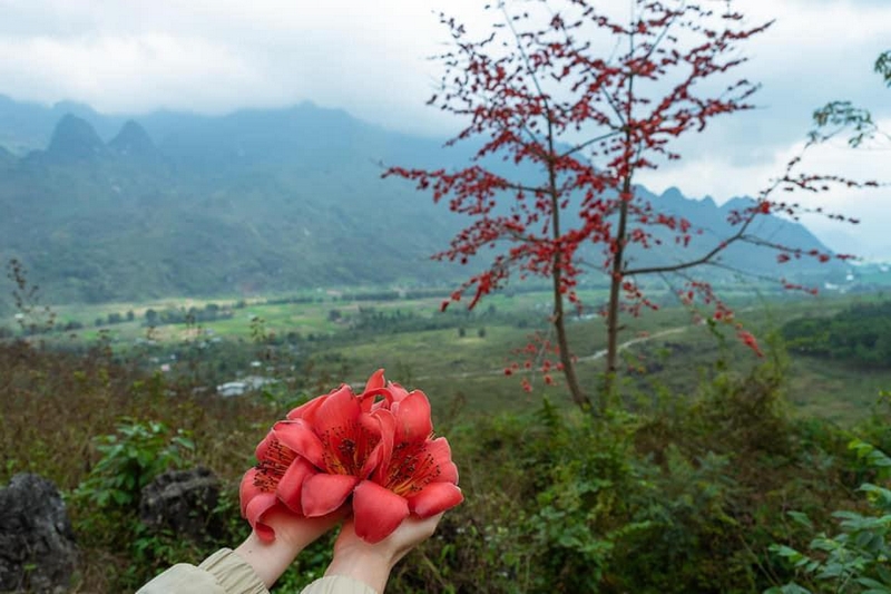 Những mùa hoa Tây Bắc