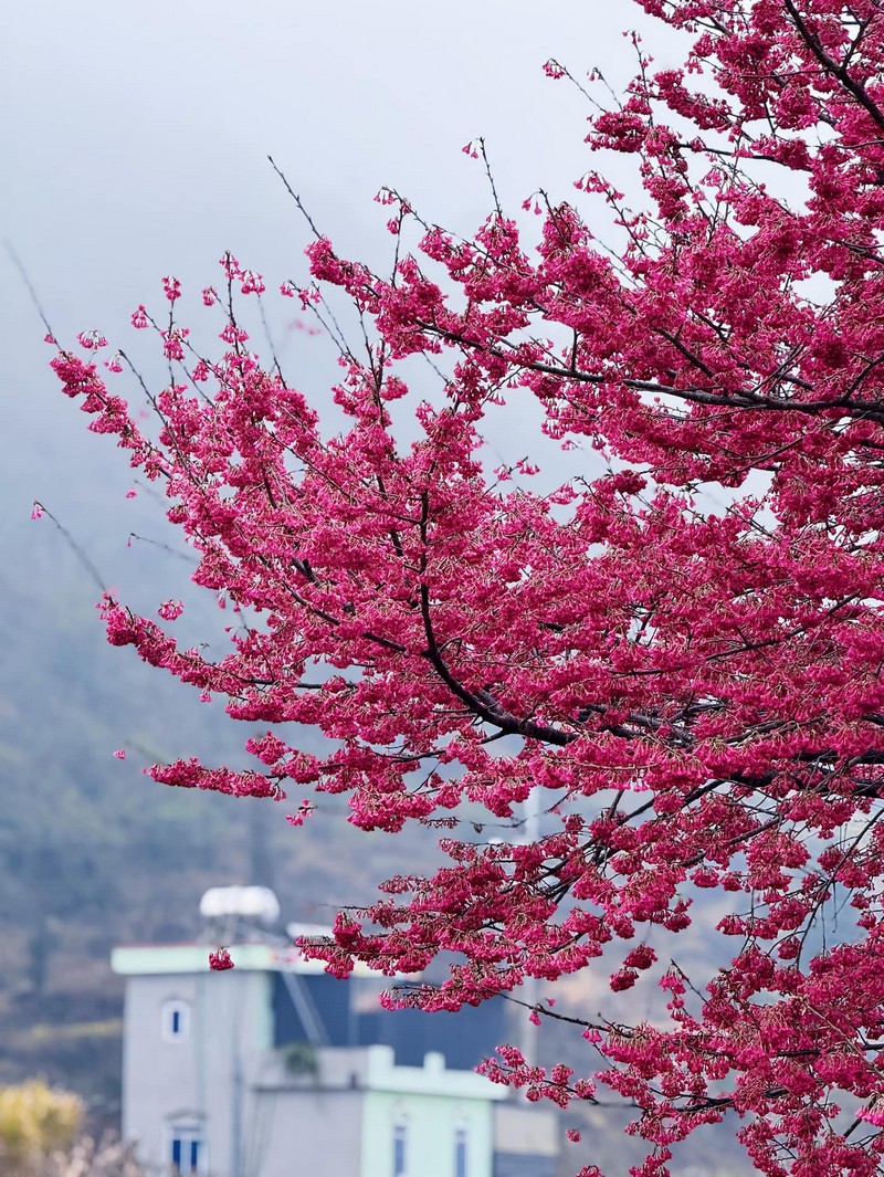 Cây hoa đào chuông ở làng Lô Lô Chải