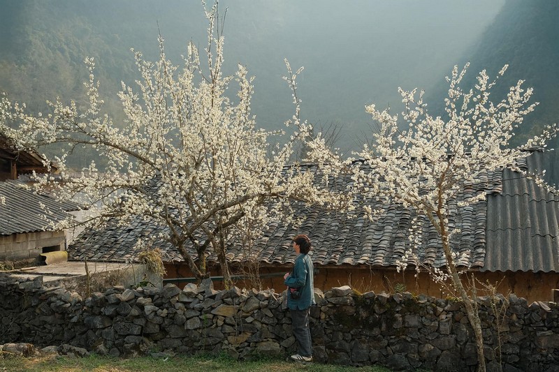 Đi Hà Giang ngắm hoa xuân nở muộn