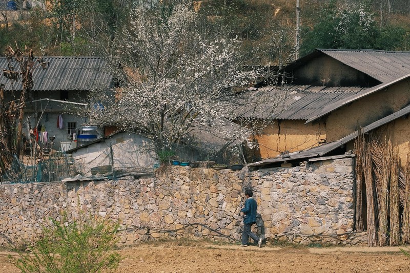 Đi Hà Giang ngắm hoa xuân nở muộn