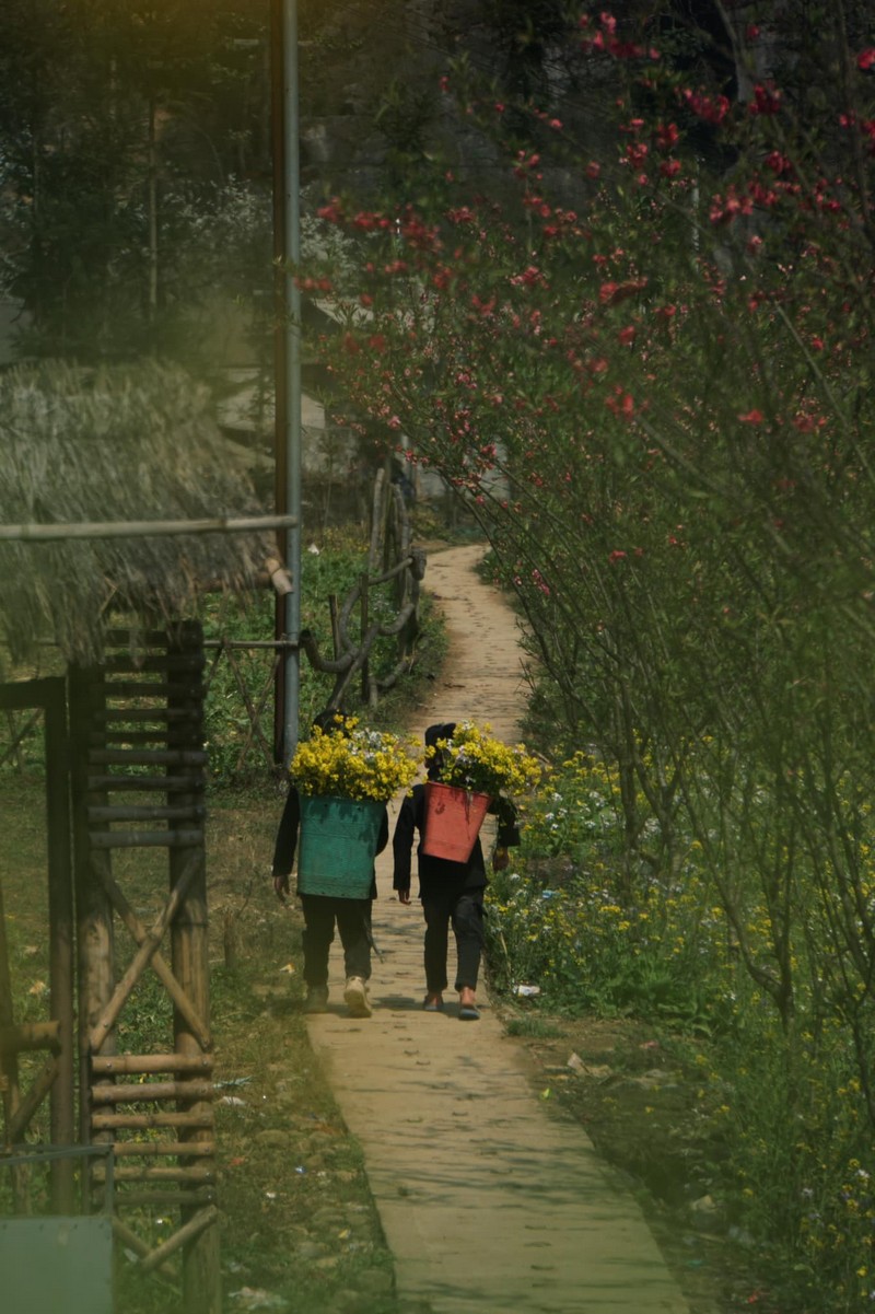 Đi Hà Giang ngắm hoa xuân nở muộn