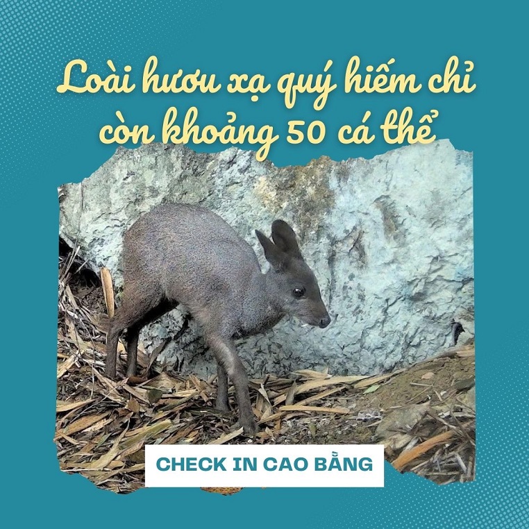 Loài hươu xạ quý hiếm tại Cao Bằng chỉ còn khoảng 50 cá thể, cộng đồng mạng lo số lượng giảm