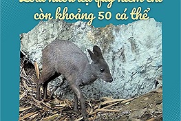 Loài hươu xạ quý hiếm tại Cao Bằng chỉ còn khoảng 50 cá thể, cộng đồng mạng lo số lượng giảm
