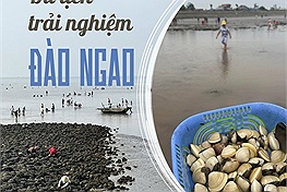 Du lịch biển kết hợp trải nghiệm đào ngao được gọi là hot trend mới vì "khối nghỉ hè" vô cùng yêu thích