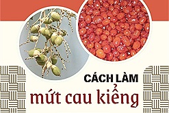 Cách làm món mứt cau kiểng: Biến những quả cau xanh thành món mứt đỏ rực rỡ