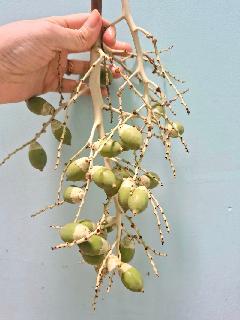 Cách làm món mứt cau kiểng