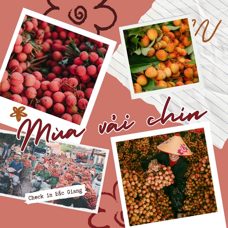 Cộng đồng Check in Vietnam hòa nhịp cùng mùa vải chín: Điểm hẹn mùa vải Bắc Giang