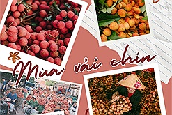Cộng đồng Check in Vietnam hòa nhịp cùng mùa vải chín: Điểm hẹn mùa vải Bắc Giang