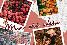 Cộng đồng Check in Vietnam hòa nhịp cùng mùa vải chín: Điểm hẹn mùa vải Bắc Giang