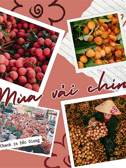 Cộng đồng Check in Vietnam hòa nhịp cùng mùa vải chín: Điểm hẹn mùa vải Bắc Giang