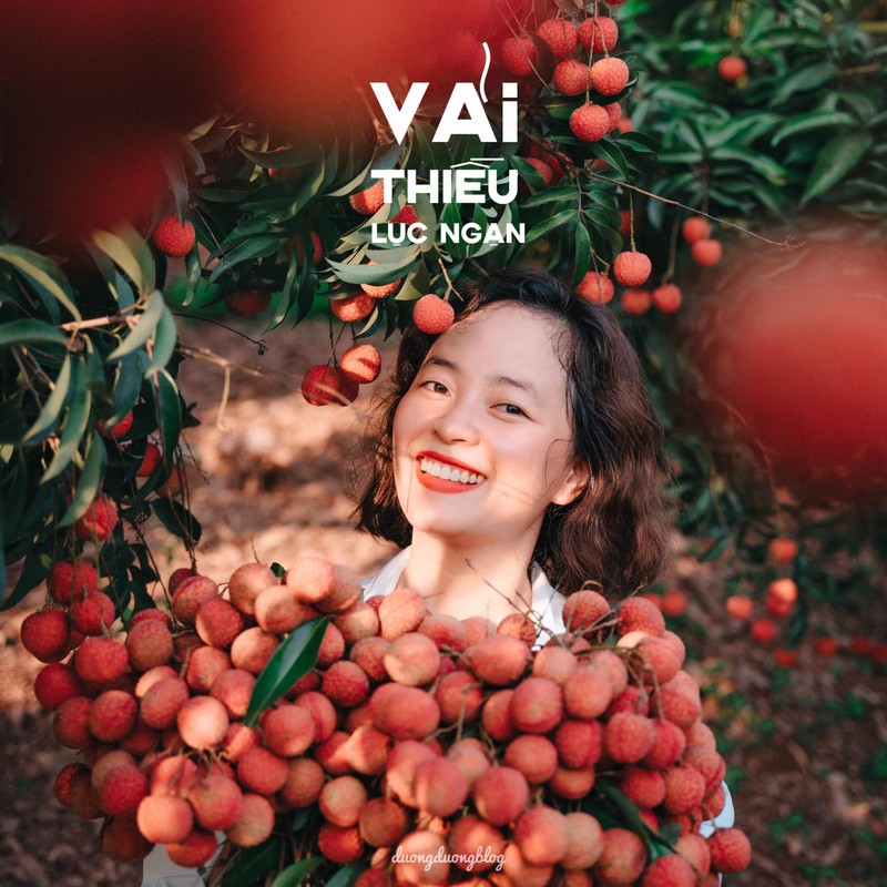 Check in Vietnam hòa nhịp cùng mùa vải chín