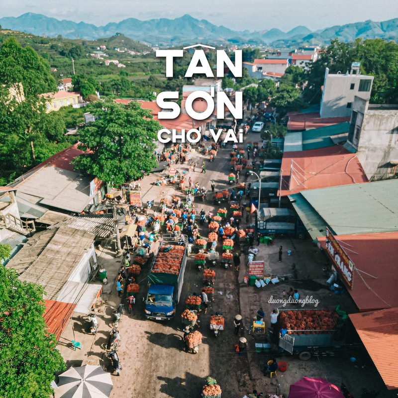 Check in Vietnam hòa nhịp cùng mùa vải chín