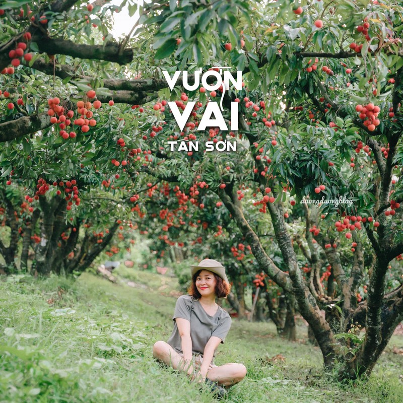 Check in Vietnam hòa nhịp cùng mùa vải chín