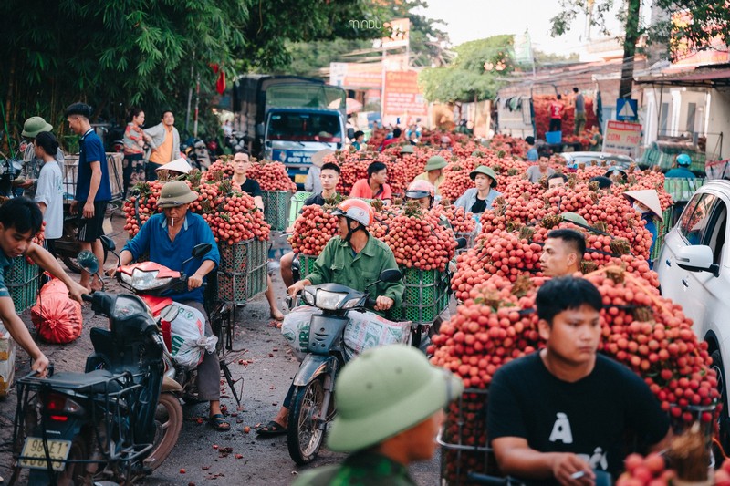 Check in Vietnam hòa nhịp cùng mùa vải chín