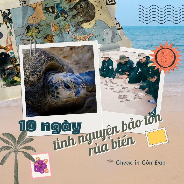 6 trải nghiệm thú vị trong 10 ngày làm tình nguyện viên bảo tồn rùa biển