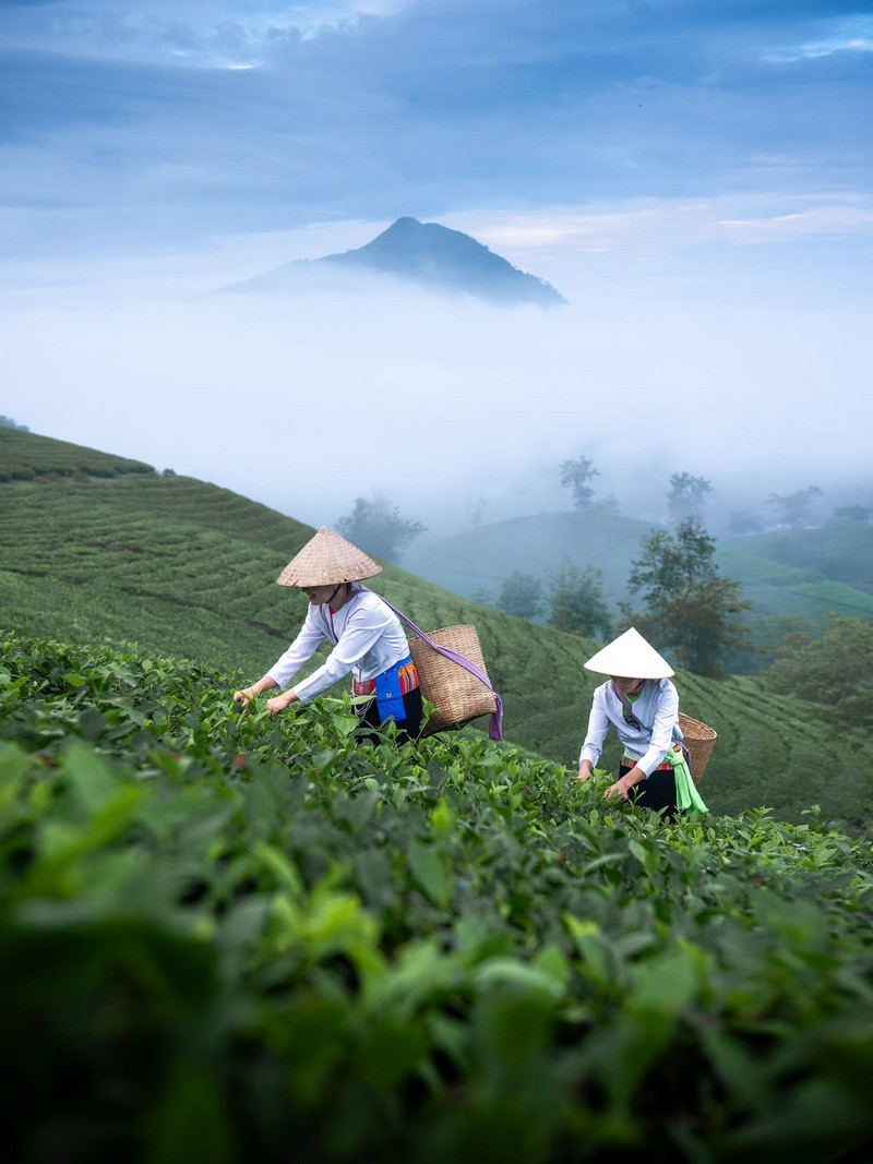 kinh nghiệm check in đồi chè Long Cốc