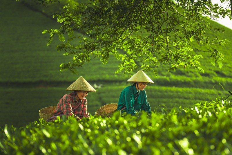 kinh nghiệm check in đồi chè Long Cốc