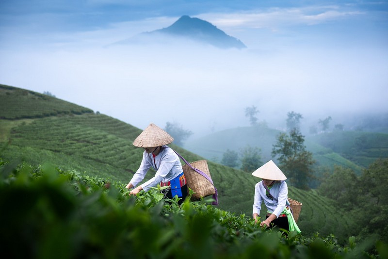 kinh nghiệm check in đồi chè Long Cốc